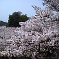 御室桜花海