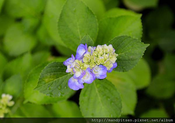 紫陽花