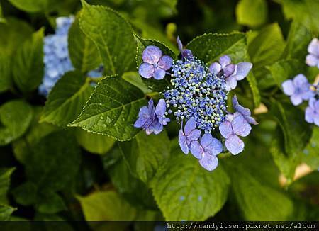 是不是額紫陽花（ガクアジサイ）呢？