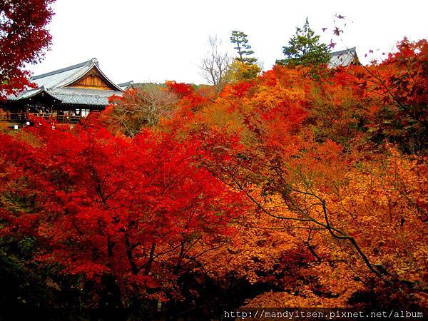 東福寺的絕景紅葉