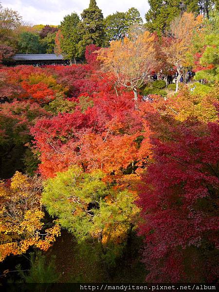 東福寺的紅葉絕景