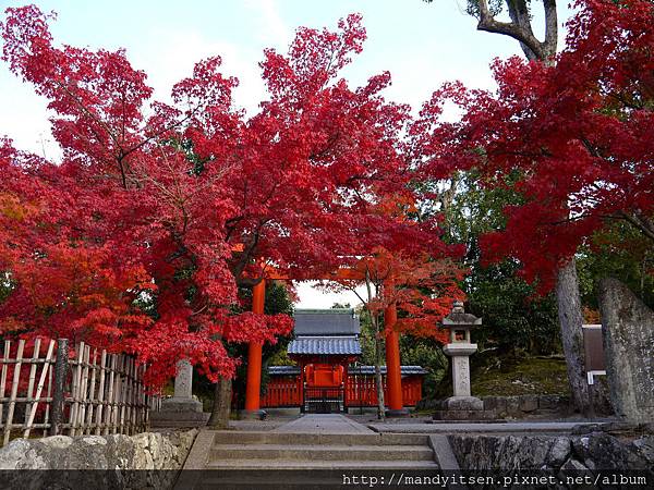 楓紅似火