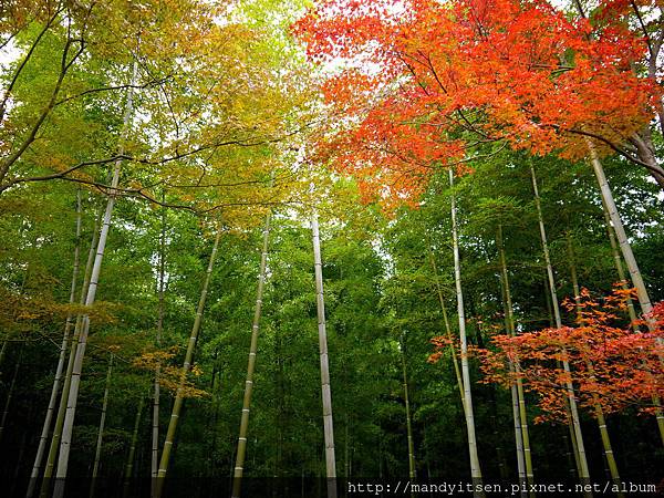 竹林與紅葉