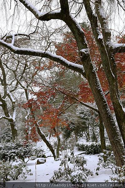 漫步在雪中