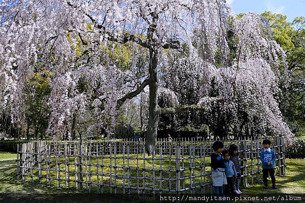 出水の桜