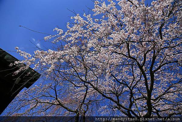 旧有栖川宮邸の桜