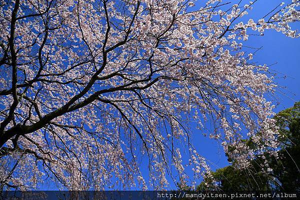 旧有栖川宮邸の桜