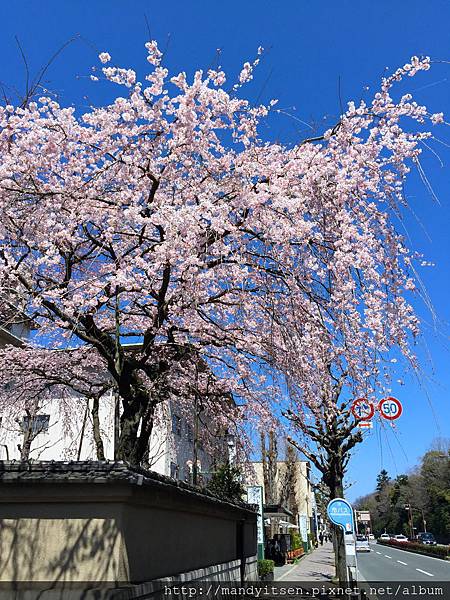 旧有栖川宮邸の桜