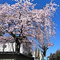 旧有栖川宮邸の桜