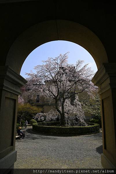 円山枝垂れ桜の三代目