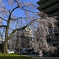 JRニ条駅前しだれ桜