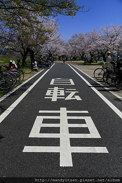 通往櫻花美景的自行車道