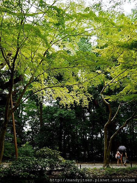 下鴨神社糺の森