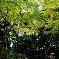 下鴨神社糺の森