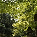 下鴨神社「糺の森」