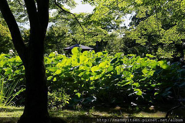 京都植物園「半木の池」