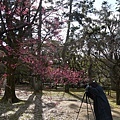 京都御苑早開的紅梅