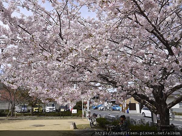 桜井公園的櫻花滿開了