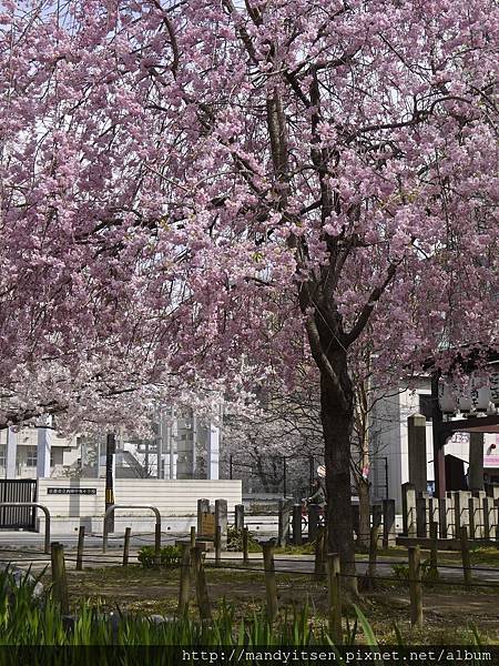 櫻井公園滿開的枝垂櫻