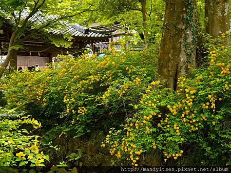 遍地山吹花