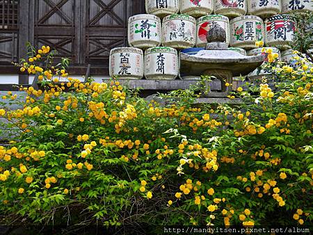 山吹與酒樽