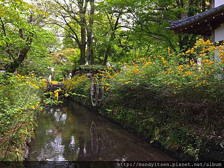 一ノ井川畔盛開的山吹