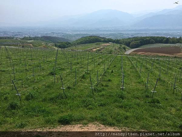山梨縣登美之丘葡萄園
