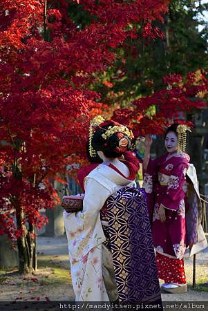 紅葉與觀光客舞妓