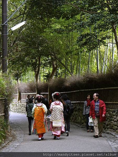 觀光客舞妓在嵐山竹林之道散步