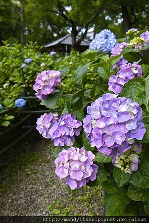 藤森神社第一紫陽花苑 藤森神社第一紫陽花苑