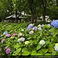 藤森神社第一紫陽花苑