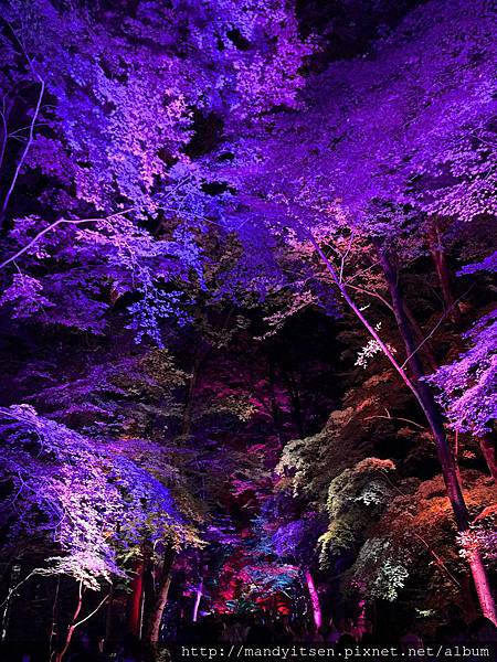 下鴨神社糺の森「光之祭」