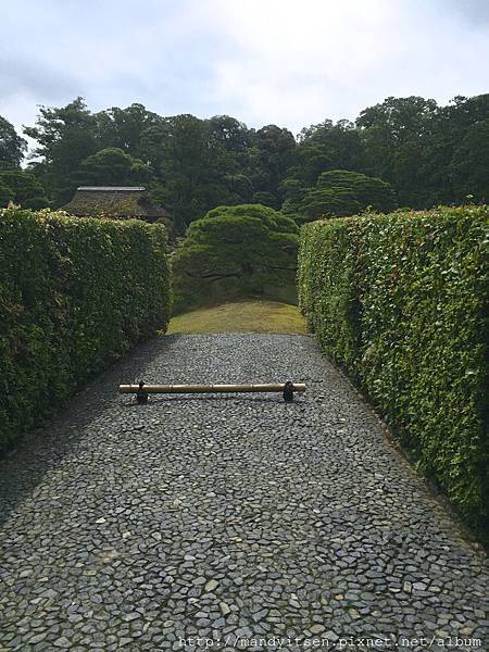 桂離宮「住吉的松」