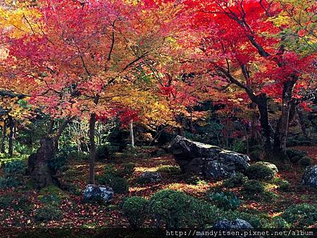 圓光寺十牛之庭的楓紅美景