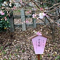 平野神社的十月櫻