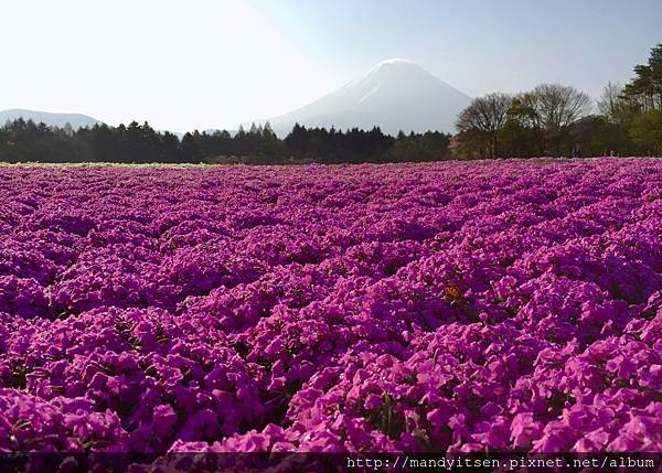 富士山腳下賞芝櫻