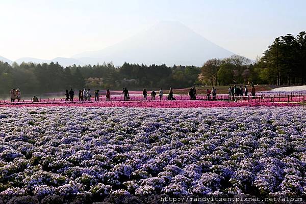 晨曦，富士山，芝櫻祭