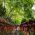 貴船神社的石階、燈籠與青楓