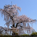 円山公園內的名櫻：祇園枝垂れ桜