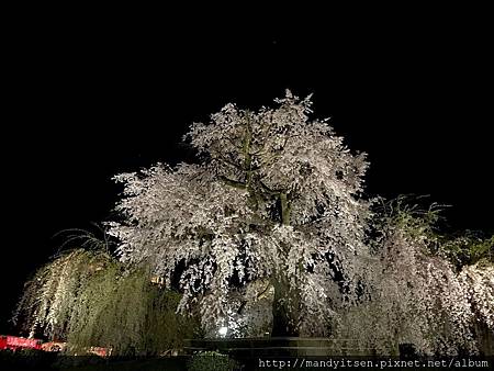 獲選為日本名櫻的祇園枝垂桜