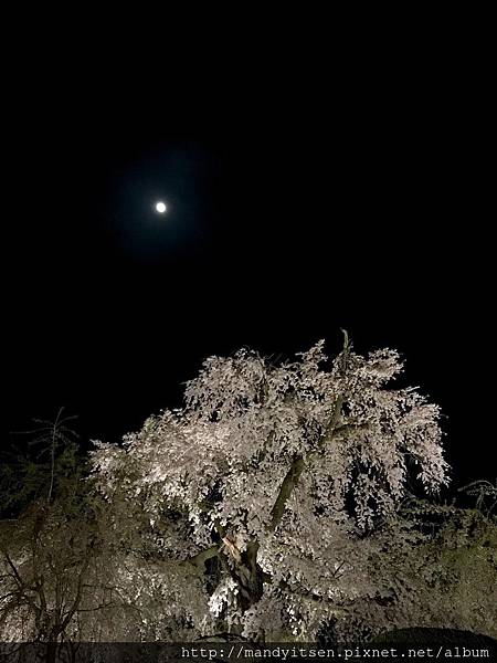 祇園枝垂桜