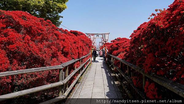 豔紅飽滿的杜鵑花參道