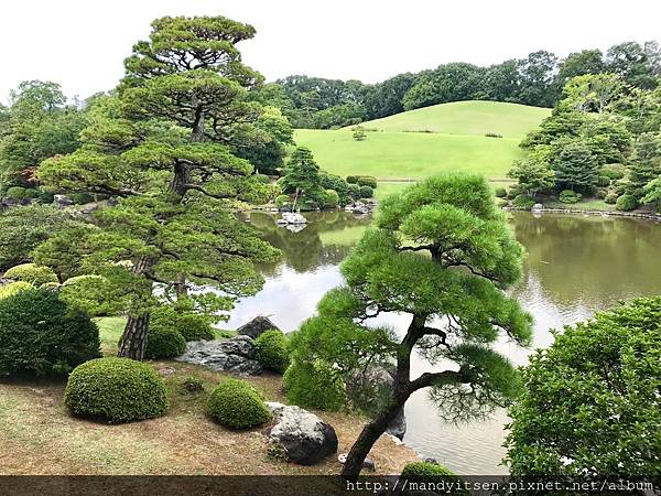 日本庭園的名木：黑松