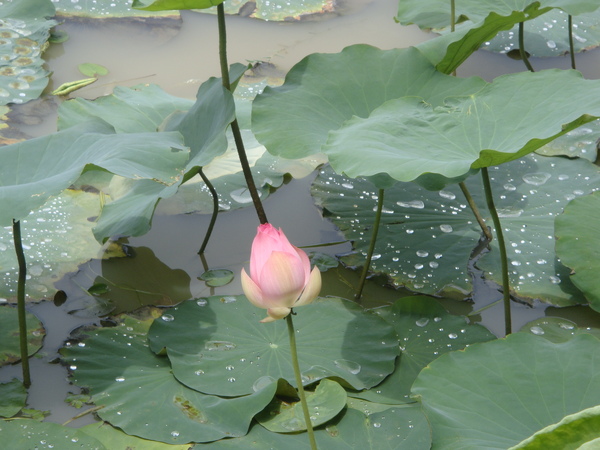 蓮花近拍