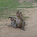 高棉猴子