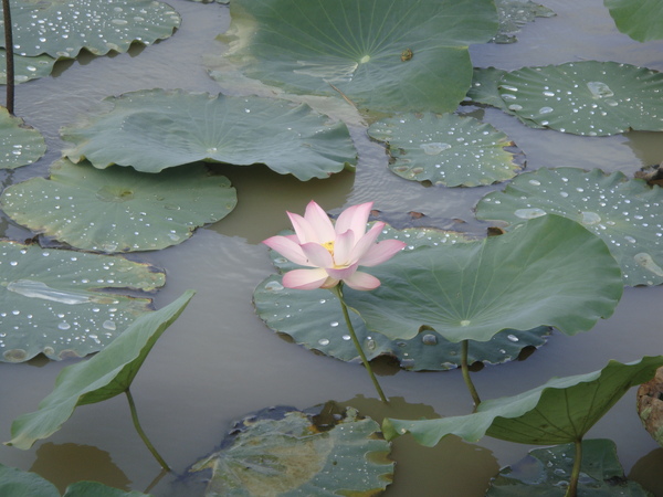 漂亮的蓮花