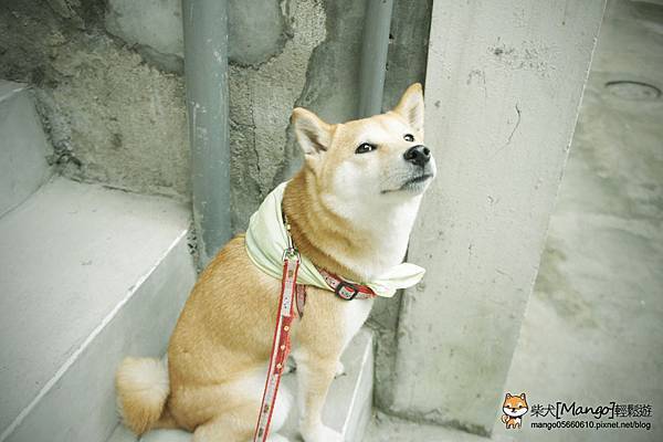 shiba mango0610_021