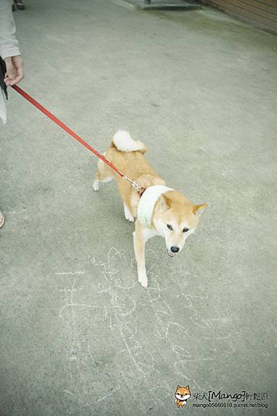 shiba mango0610_058