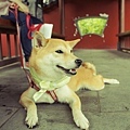 shiba mango0610_2_026