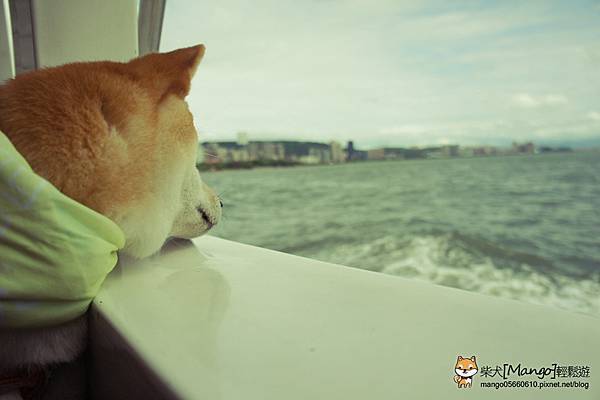 shiba mango0610_2_073